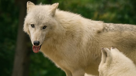 White Wolf – Wild Arctic Predator in the Wild