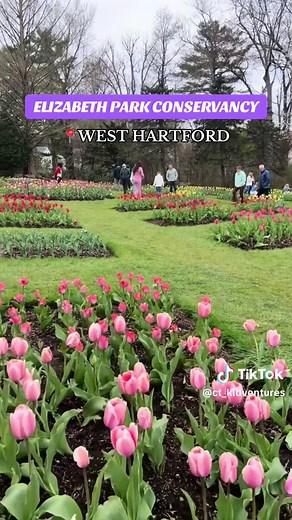 Explore Spring Flowers in West Hartford, Connecticut