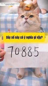 🐈 Mèo Chiêu Tài Phá Án: Giải Mã Mật Thư 70885! 😱