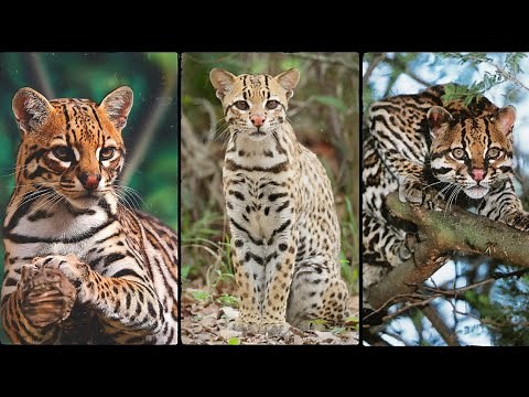 The Fascinating World of Ocelots | Mexican, Central American Region Cat