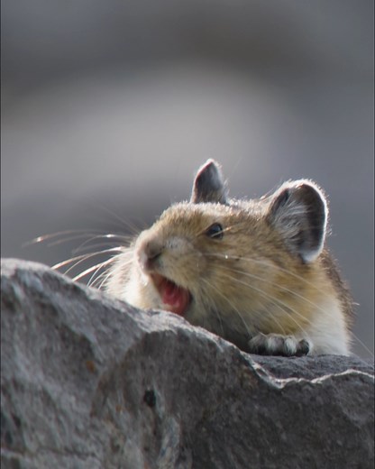230K views · 5.8K reactions | These adorable pikas wait all winter for the sun to shine, so they can gather food and build their nests. But some wait for others to do the hard work, so all they have to do is sit back and wait for the perfect time to strike. Born to survive. Built to thrive. #Mammals | BBC Earth | Facebook
