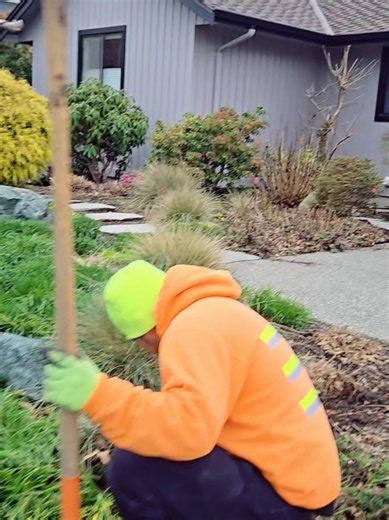 Transform your outdoor space with our expert landscape cleanup service! 🌳✨ #Landscape #Cleanup #Service#fypシ゚v@🚨🇲🇽COMPA RUFI🇲🇽🚨 @Hugo Cruz6592 @Demetrio Cortes iral🖤tiktok #videovira