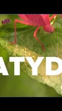 San Diego Zoo Day | The Pink Katydid
