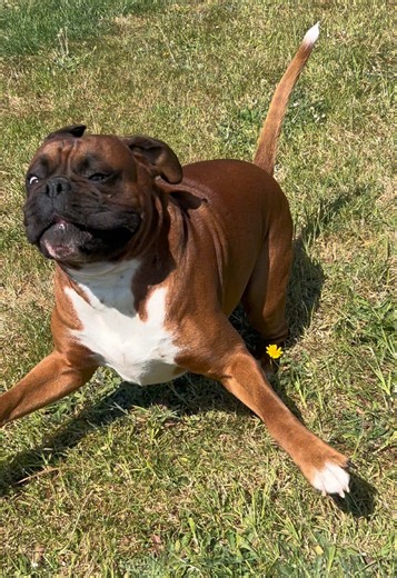 Playful Boxer Dog Moments You Can't Miss!