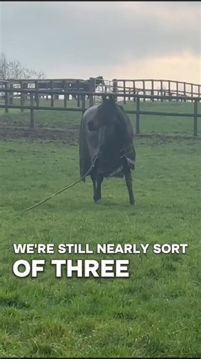 👂 The yearlings went out on a Christmas holiday last week. Listen to Jamie and @jess_stafford_racing🎥 chatting about why it’s beneficial for them and what the next steps in training are. #urloxheystables #racehorses #christmas #fyp #xyzabc