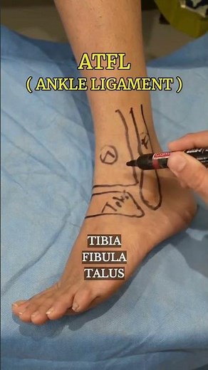Anatomy of the Ankle Joint: Bones and Their Functions.