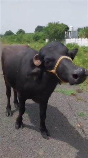 buffalo Roar original 🐄#support#cow#trending#viral#youtubeshorts#likeformore