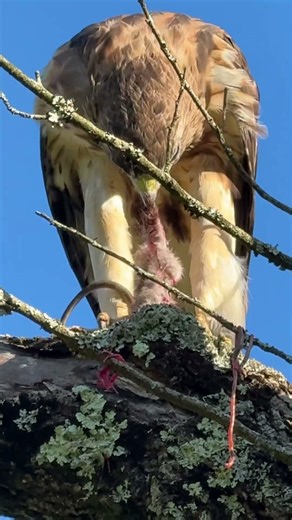 Hawk eating a Rat#birds #nature #wildlife #wildlife #shorts#wildlife shorts