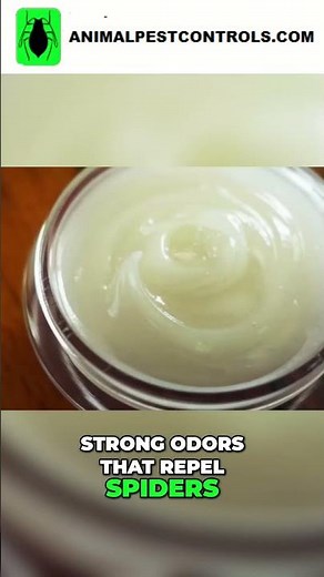 Natural Spider Repellent Using Vicks VapoRub to Keep Spiders Out of Your Home #pestsolutions