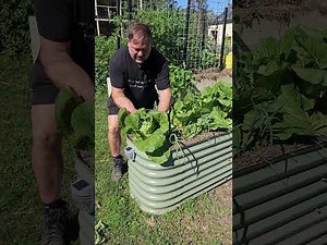 Why Chinese Cabbage is shaped like that?