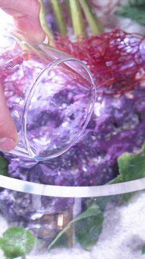 I Built a Shrimp Ecosphere 🦐 | Aquarium Info