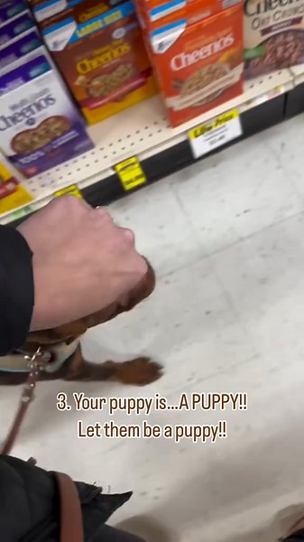 Training your own service dog is hard! If you already have a prospect here’s some general tips that may help you succeed! 1. Consult a professional trainer While you will be doing all of the hard work as the owner trainer, a professional trainer can help you have the best chance at success! There is so many bits and pieces to training a service dog that the general person may not know about. You don’t have to meet in person or even every week, but it can be really helpful to have guidance from a