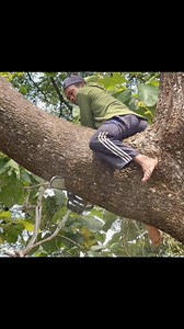 240K views · 1.2K reactions | Best skill cutting tree ‼️ | Iswoko | Facebook