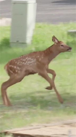 small to big transformation animals #animals #animalkingdomusa #amazinganimals #shorts #usa #short