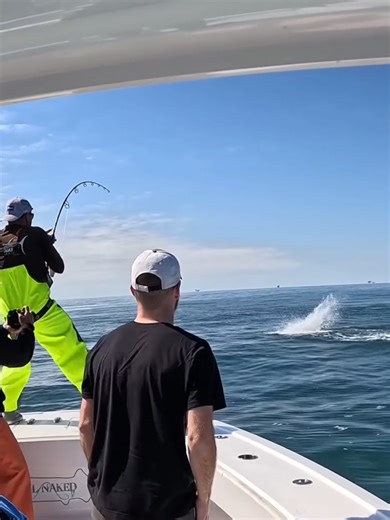 Insane Yellowfin Tuna Bite with Diablo 8.3 Rod