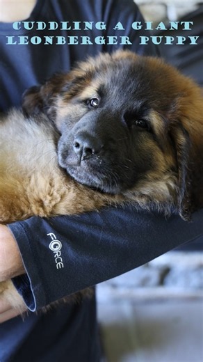 Cuddling a Giant Leonberger Puppy #puppy #shorts #dogshorts
