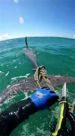 Dramatic Dolphin Surface Save Rope Cut in Waves #M