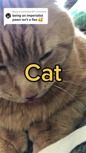 Cat Mlem Compilation: Adorable Moments of Mleming Cats