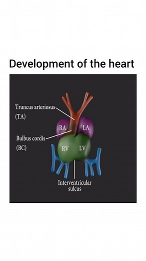 Focus Learning on Instagram: "🫀 Heart Development The heart is the first functional organ to form in a developing embryo. It begins with two endocardial tubes that fuse to form the primitive heart tube, which eventually becomes the fully developed heart. This foundational process is key for understanding embryology and often tested on the NCLEX! 🧠 Save this for review & tag your study buddy! Video Credits: YouTube | HyeonJoo Kim #NCLEXPrep #HeartDevelopment #FutureNurse #NursingS