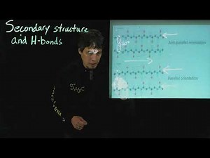 Topic 5.5 - H-bonding in a beta sheet
