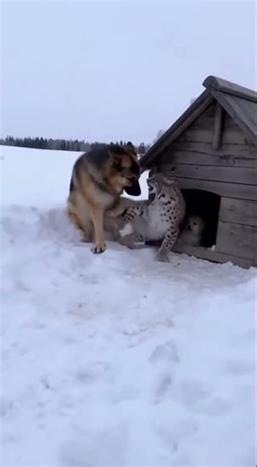 A Loyal Roar: Confronting the Wild Predator"