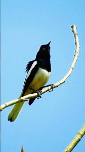 Different Animal Sounds | Amazing Voices of Animals #shorts