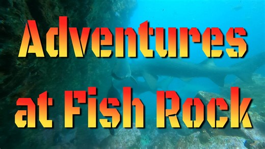 Adventures at Fish Rock 380 - Black Cod colours and Painted Crayfish . In this week's movie we've got some amazing footage of Grey Nurse Sharks, Black Cod, a school of Stripeys, an Emperor Angelfish, a Queen Angelfish, and lots of Painted Crayfish . . . . . . #fishrock #scubadiving #southwestrocks #greynurseshark #stripey #paintedcrayfish #lobster #blackcod #saddletailgroper This footage was captured throughout the year | South West Rocks Dive Centre