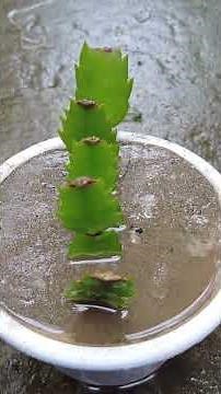 Christmas Cactus Propagation The Ultimate Guide