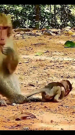Monkey species: The father monkey is being extremely violent while protecting his baby.