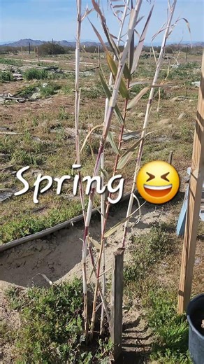 How to propagate a Giant Reed