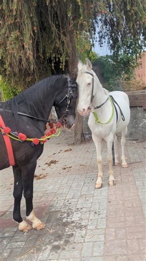 WHITE & BLACK HORSE'S BREEDS SOUNDS 🔥 #horse #horseeducation #horsetrainer #horsetraining #shorts