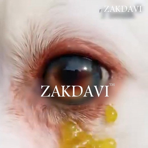 Eye issues in pets aren't just "old age"—they are often caused by...