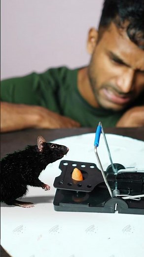 How Dangerous Is a Mouse Trap?🐀