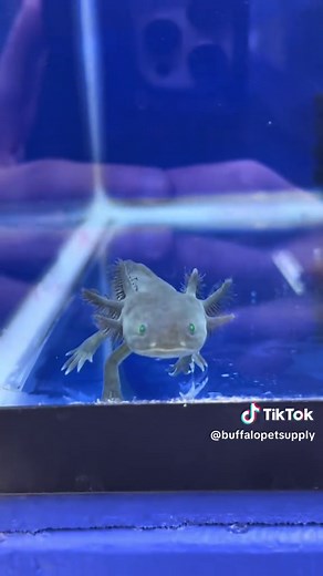 Axolotls: Size, Care, and Habitat Essentials