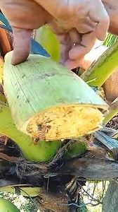 Best skills ⧸Coconut Toddy Making Process #nativewine | Jason E. Riley