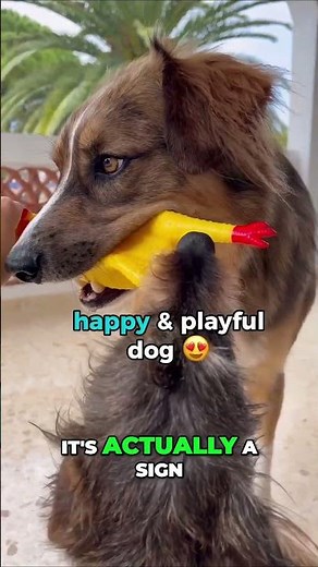 🐶🎮 Does Your Dog Growl While Playing? Don’t Worry – It’s Totally Normal! 🐾😄