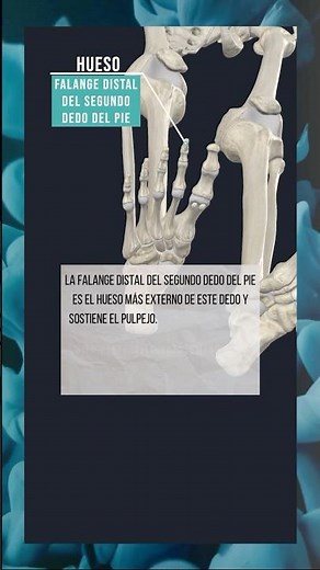 LA FALANGE DISTAL DEL SEGUNDO DEDO DEL PIE. #anatomia #pie #hueso #esqueleto #cuerpohumano #medicina