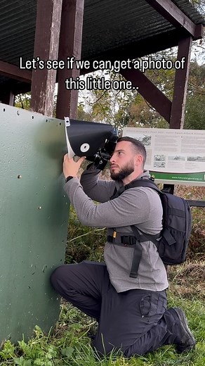 1.4M views · 145K reactions | So smoll 凉 Jumping spiders are some of...