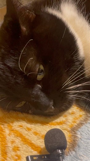 Purring Cat Cherry sound for Relaxation. Sweet Cat purring. Sweet video for relaxation #purr