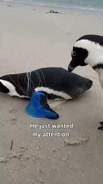 This Penguin Refused to Leave His Friend 🐧❤️
