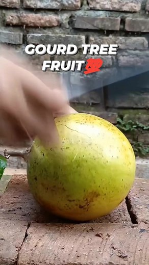 Gourd tree fruit #gourd #gourdtree #fruit #informative | Things around blogs