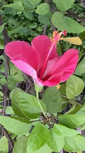 384K views · 5.4K reactions | Pink shoeblackplant Flower in Garden#shoeblackplantflower #pinkflowers #garden | Maloti Vlog | Facebook