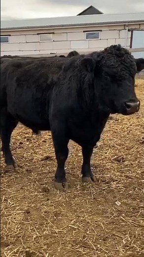 Cattle breeding, Aberdeen Angus breed. Sale of live cattle.