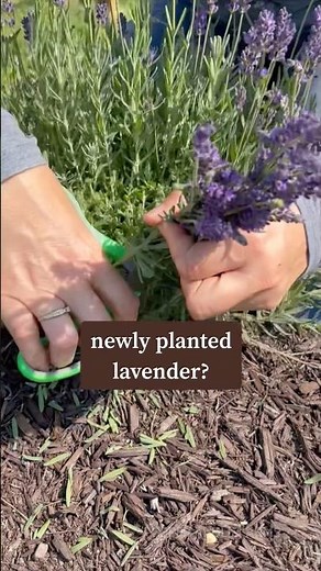 Part 2: Trimming Lavender