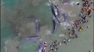 145K views · 4.8K reactions | A BIG THANK YOU to all the volunteers, rescuers and the WWF-Indonesia team who worked against the clock to save these stranded whales off the coast of Indonesia. | WWF | Facebook
