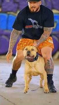 If the pit bull were a gang member #dog #pitbull #kangal