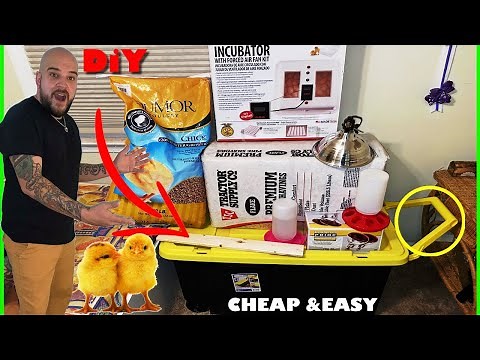 DIY PLASTIC BIN CHICKEN BROODER + LIVE EGG HATCHING