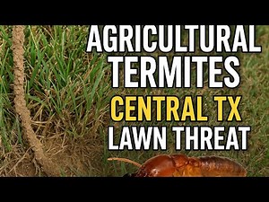 Lawn Damage in Central Texas? It Might Be Agricultural Termites