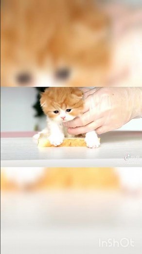 Cat Sandwich recipe 😂