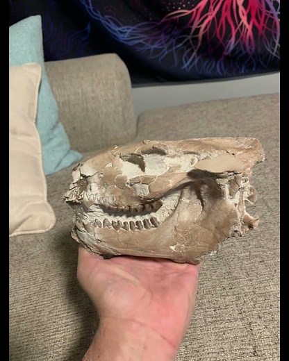 Time lapse of the preparation of an Oreodont skull found in the Brule formation